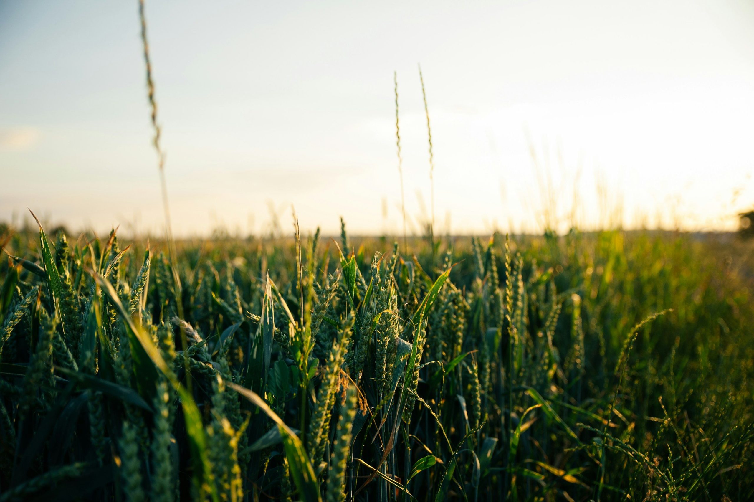 Crop Purchasing